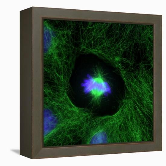 Cell Division, Fluorescent Micrograph-Dr. Torsten Wittmann-Framed Premier Image Canvas