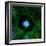 Cell Division, Fluorescent Micrograph-Dr. Torsten Wittmann-Framed Premium Photographic Print