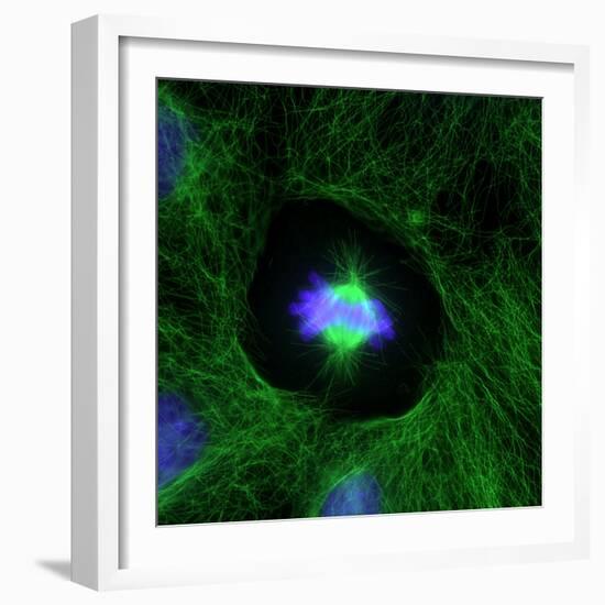 Cell Division, Fluorescent Micrograph-Dr. Torsten Wittmann-Framed Premium Photographic Print