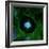 Cell Division, Fluorescent Micrograph-Dr. Torsten Wittmann-Framed Premium Photographic Print