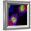 Cell Division-Dr. Paul Andrews-Framed Premium Photographic Print