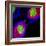 Cell Division-Dr. Paul Andrews-Framed Premium Photographic Print