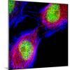 Cell Division-Dr. Paul Andrews-Mounted Premium Photographic Print