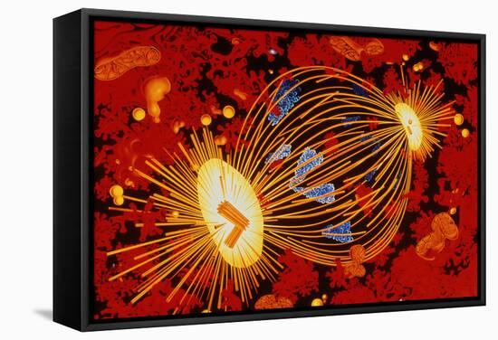 Cell Division-Francis Leroy-Framed Premier Image Canvas