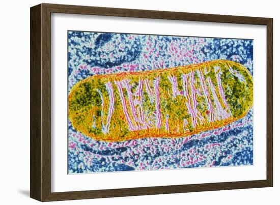 Cell Mitochondrion-null-Framed Photographic Print