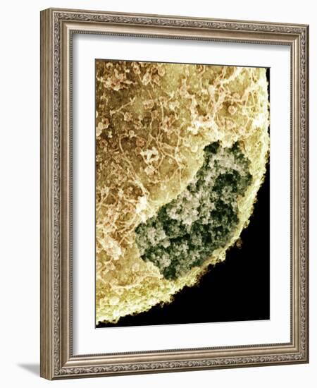 Cell Nucleus, SEM-Science Photo Library-Framed Photographic Print