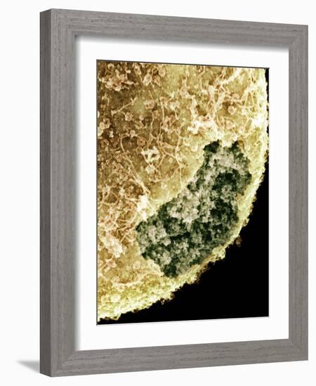 Cell Nucleus, SEM-Science Photo Library-Framed Photographic Print