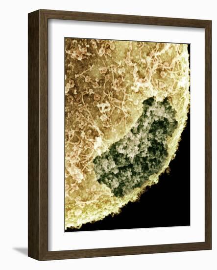Cell Nucleus, SEM-Science Photo Library-Framed Photographic Print