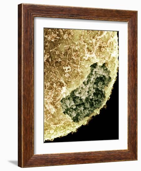 Cell Nucleus, SEM-Science Photo Library-Framed Photographic Print