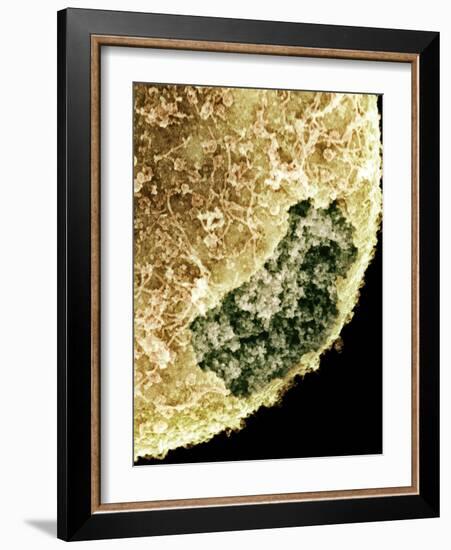 Cell Nucleus, SEM-Science Photo Library-Framed Photographic Print