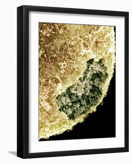 Cell Nucleus, SEM-Science Photo Library-Framed Photographic Print