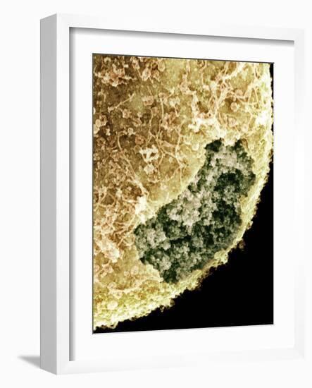 Cell Nucleus, SEM-Science Photo Library-Framed Photographic Print