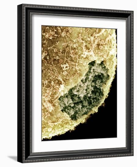 Cell Nucleus, SEM-Science Photo Library-Framed Photographic Print