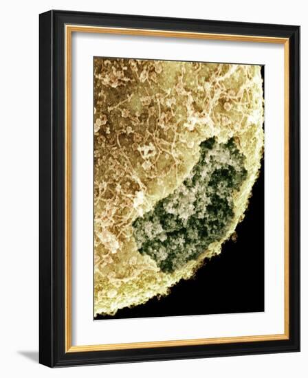 Cell Nucleus, SEM-Science Photo Library-Framed Photographic Print