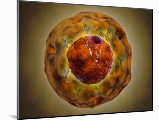 Cell Nucleus with Chromosome-null-Mounted Art Print