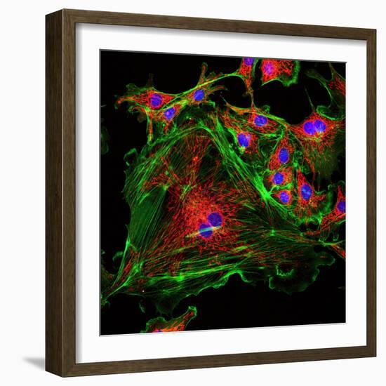 Cell Structure-David Becker-Framed Premium Photographic Print