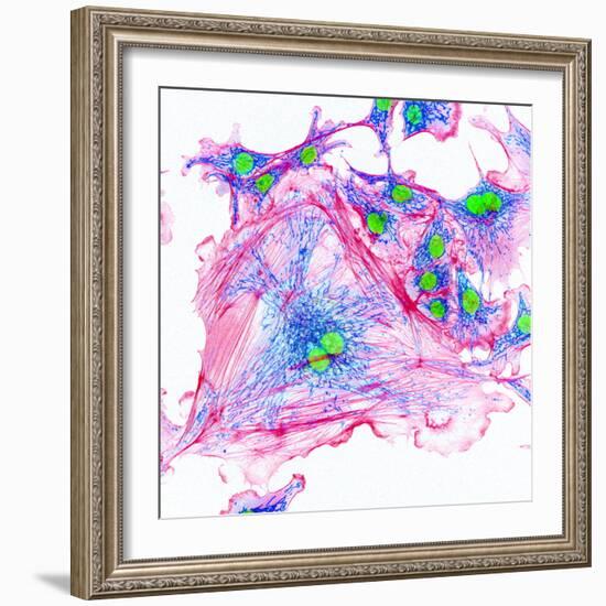 Cell Structure-David Becker-Framed Premium Photographic Print