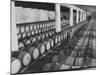 Cellar of Maturing Wines as Wine Maker Tests with Pipette-Carlo Bavagnoli-Mounted Premium Photographic Print