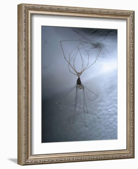 Cellar Spider, Molting-Harald Kroiss-Framed Photographic Print