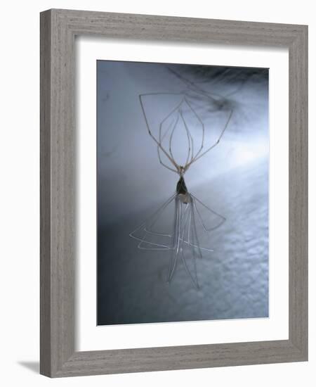 Cellar Spider, Molting-Harald Kroiss-Framed Photographic Print