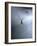 Cellar Spider, Molting-Harald Kroiss-Framed Photographic Print