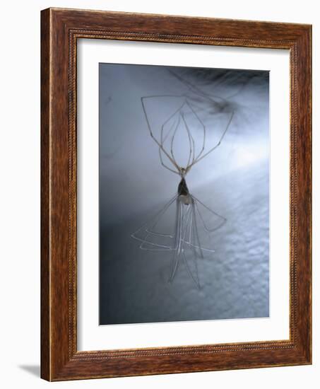 Cellar Spider, Molting-Harald Kroiss-Framed Photographic Print