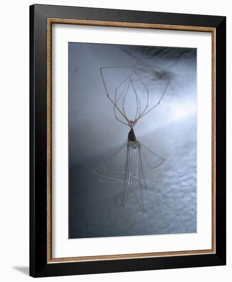 Cellar Spider, Molting-Harald Kroiss-Framed Photographic Print