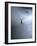 Cellar Spider, Molting-Harald Kroiss-Framed Photographic Print