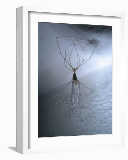 Cellar Spider, Molting-Harald Kroiss-Framed Photographic Print