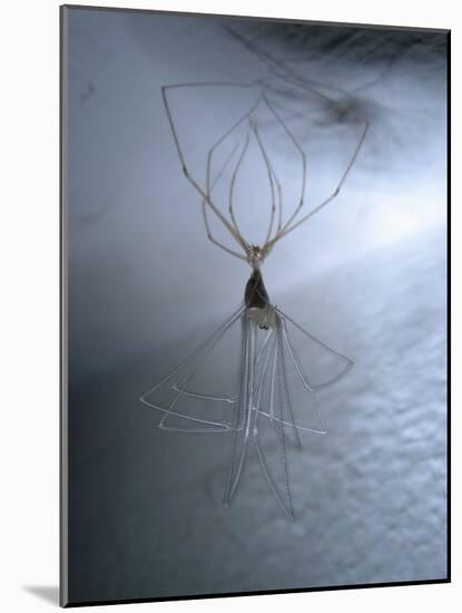 Cellar Spider, Molting-Harald Kroiss-Mounted Photographic Print