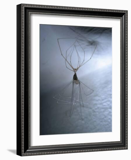 Cellar Spider, Molting-Harald Kroiss-Framed Photographic Print