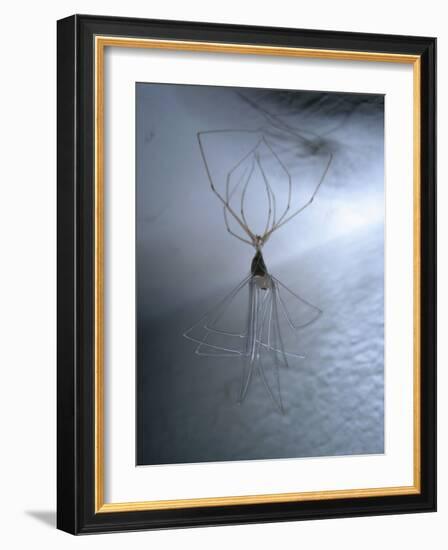 Cellar Spider, Molting-Harald Kroiss-Framed Photographic Print