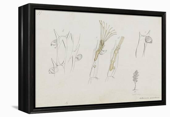 Cellularia Avicularia: Bryozoan: Moss Animal-Philip Henry Gosse-Framed Premier Image Canvas