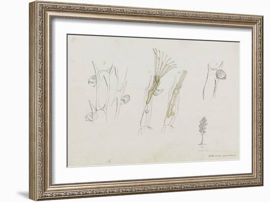 Cellularia Avicularia: Bryozoan: Moss Animal-Philip Henry Gosse-Framed Giclee Print