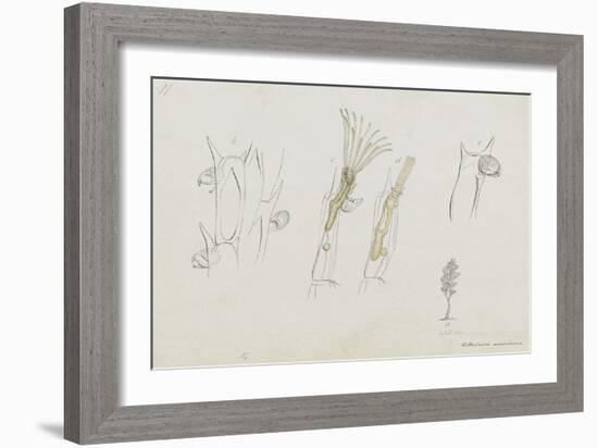 Cellularia Avicularia: Bryozoan: Moss Animal-Philip Henry Gosse-Framed Giclee Print