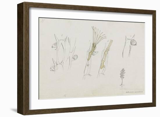 Cellularia Avicularia: Bryozoan: Moss Animal-Philip Henry Gosse-Framed Giclee Print