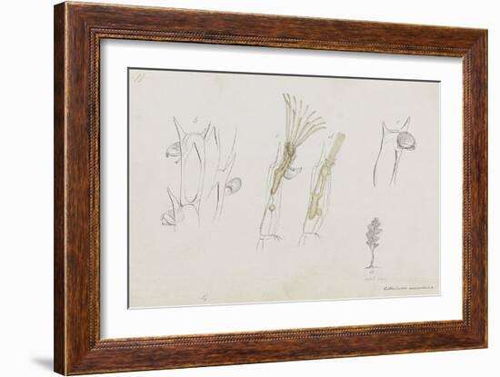 Cellularia Avicularia: Bryozoan: Moss Animal-Philip Henry Gosse-Framed Giclee Print