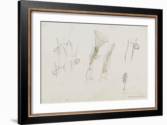 Cellularia Avicularia: Bryozoan: Moss Animal-Philip Henry Gosse-Framed Giclee Print