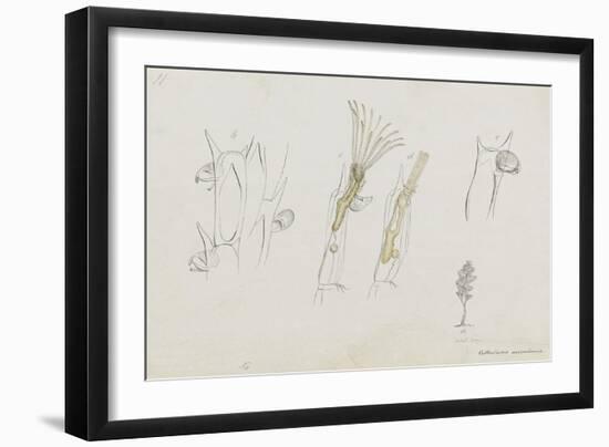 Cellularia Avicularia: Bryozoan: Moss Animal-Philip Henry Gosse-Framed Giclee Print