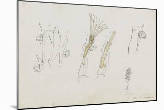 Cellularia Avicularia: Bryozoan: Moss Animal-Philip Henry Gosse-Mounted Giclee Print