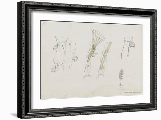 Cellularia Avicularia: Bryozoan: Moss Animal-Philip Henry Gosse-Framed Giclee Print