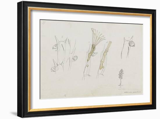 Cellularia Avicularia: Bryozoan: Moss Animal-Philip Henry Gosse-Framed Giclee Print