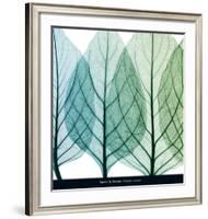 Celosia Leaves I-Steven N^ Meyers-Framed Art Print