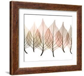Celosias-Steven N^ Meyers-Framed Art Print