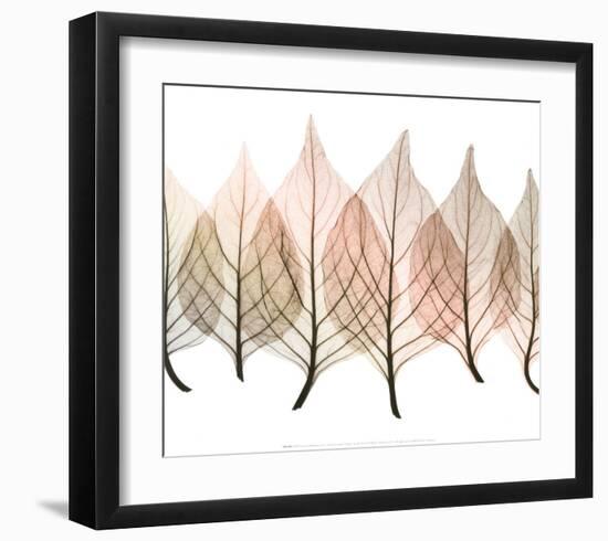 Celosias-Steven N^ Meyers-Framed Art Print