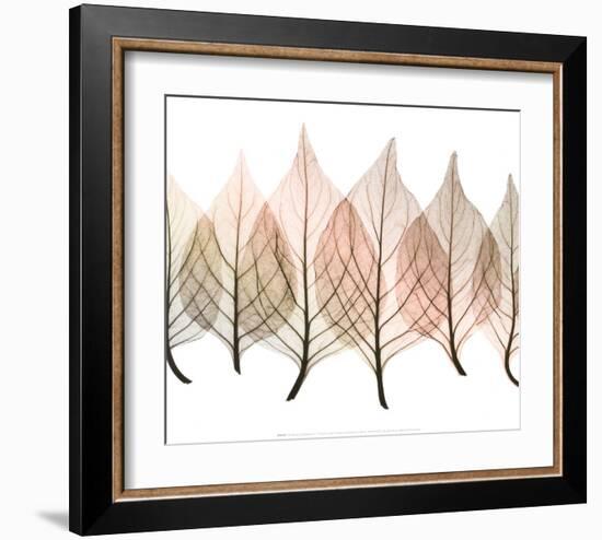 Celosias-Steven N^ Meyers-Framed Art Print