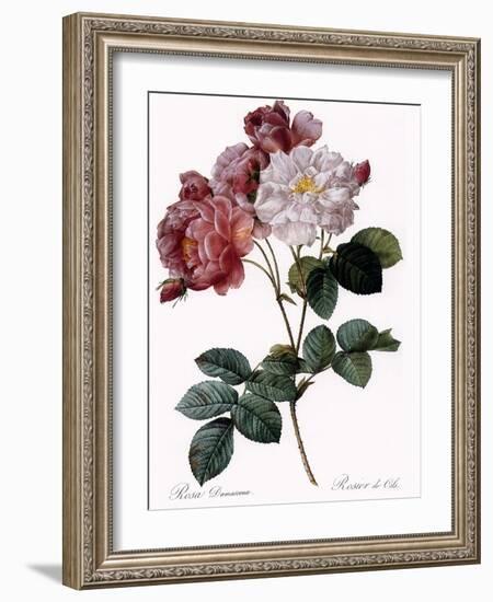 Cels's Rose-Pierre Joseph Redoute-Framed Giclee Print