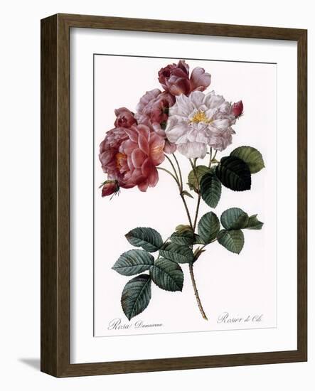 Cels's Rose-Pierre Joseph Redoute-Framed Giclee Print