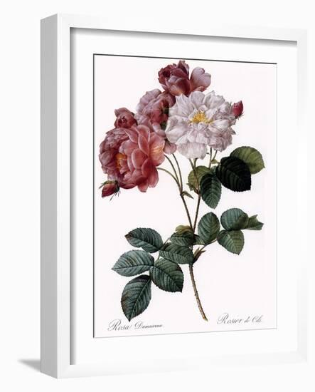 Cels's Rose-Pierre Joseph Redoute-Framed Giclee Print