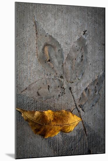 Cement Autumn 1295-Gordon Semmens-Mounted Photographic Print